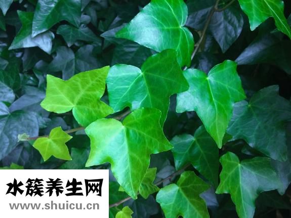 怎样祛除腿毛