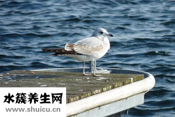 右手发麻是什么原因