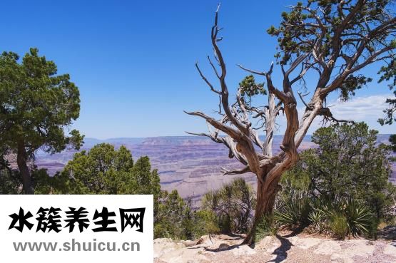 天丹通络胶囊