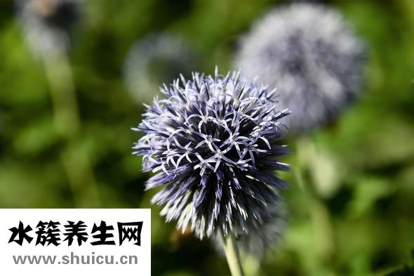 女人吃韭菜的坏处