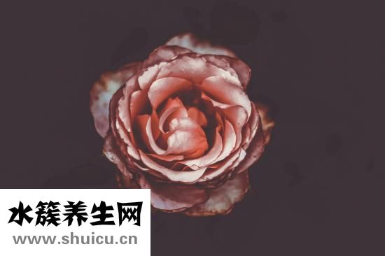 孕妇前三个月食谱
