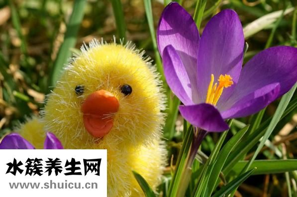亚胺培南西司他丁