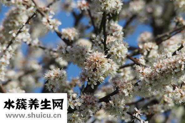 心脏供血不足的症状