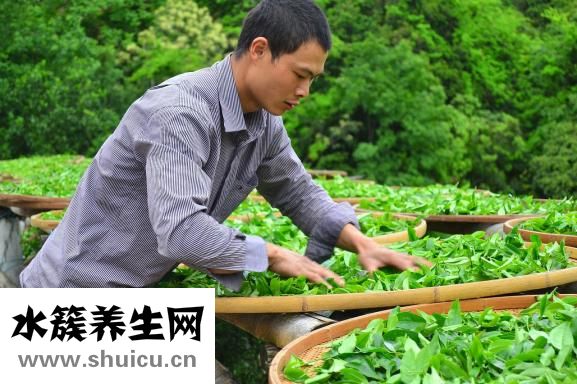 喝乌龙茶能减肥吗