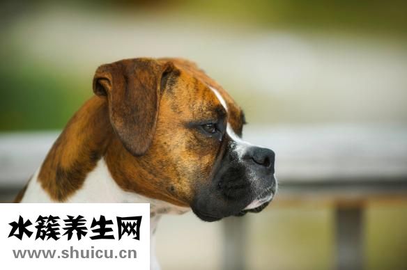 小肠淋巴瘤