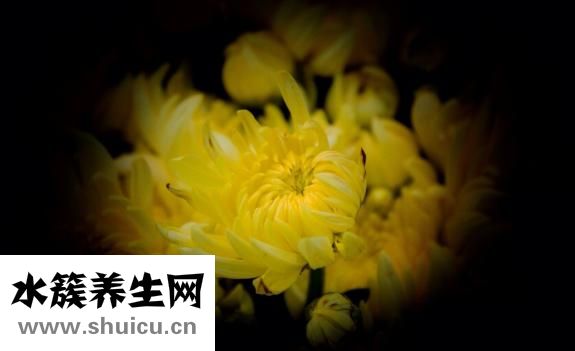 孕妇菊蕾爽