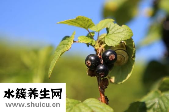 上汤西兰花