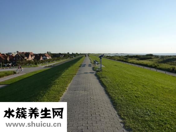 五苓散的组成