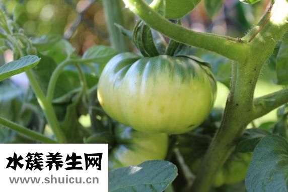 小柿子的热量