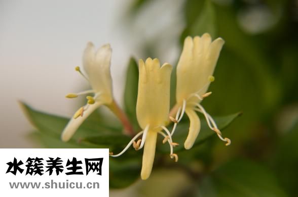 大肚子茶配方