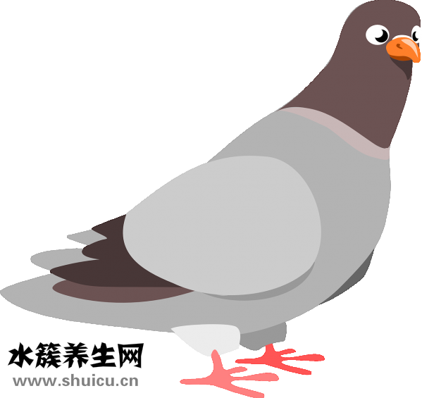 怎样做鸽子汤
