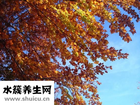 养生保健茶