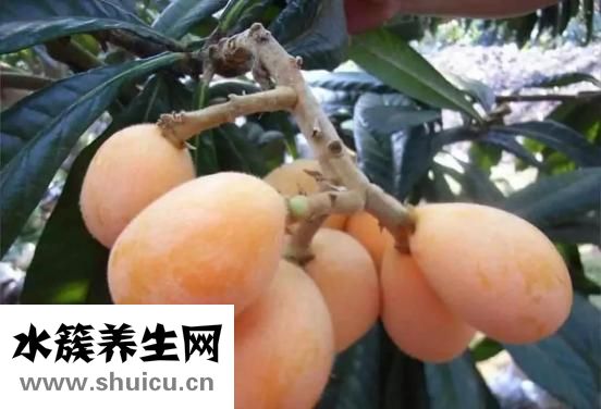 什么水果化痰