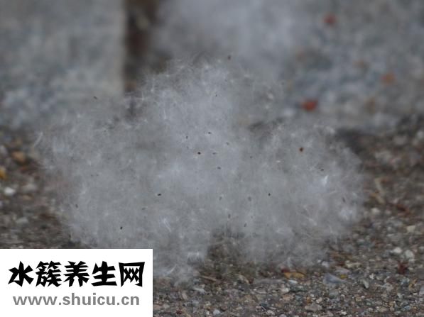 新癀片治疗痛风