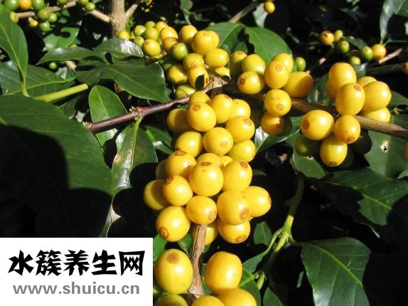 什么的菊花