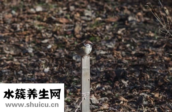 怎么样生发