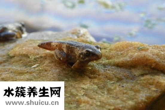 压力性损伤分期