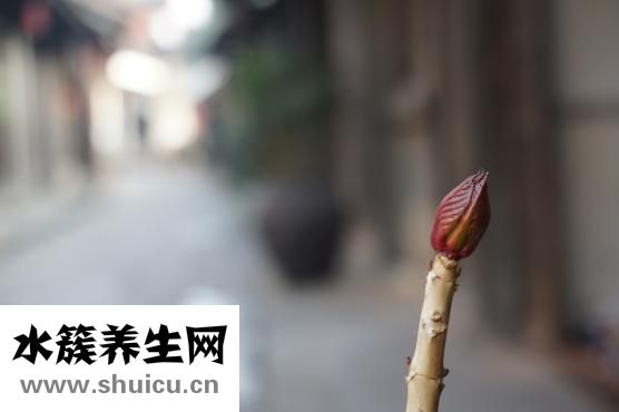 怎么才不打呼噜