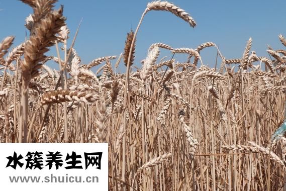 小麦怎么吃
