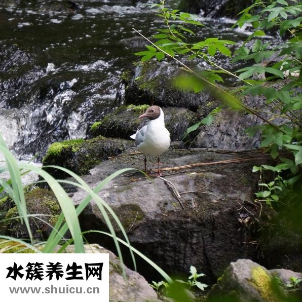 世界上最大的黑头