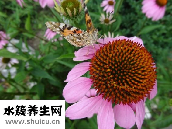 压力性损伤分期