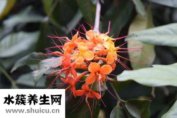什么叫糙米