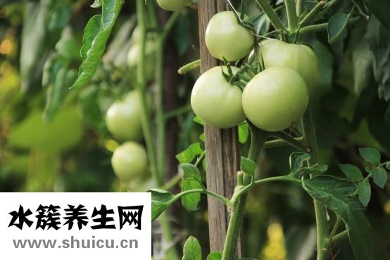 一个西红柿的热量