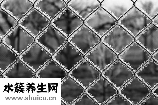 五指毛桃图片大全