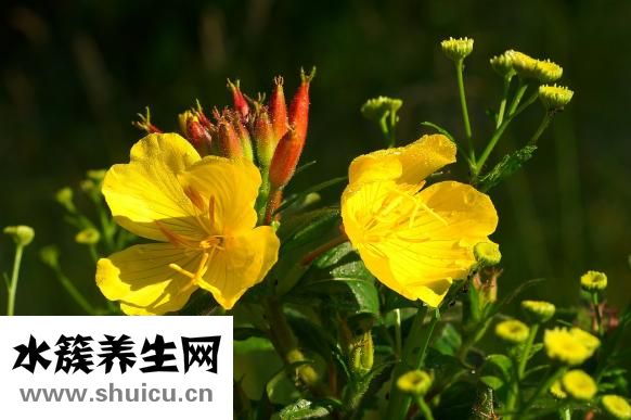 养胃舒颗粒