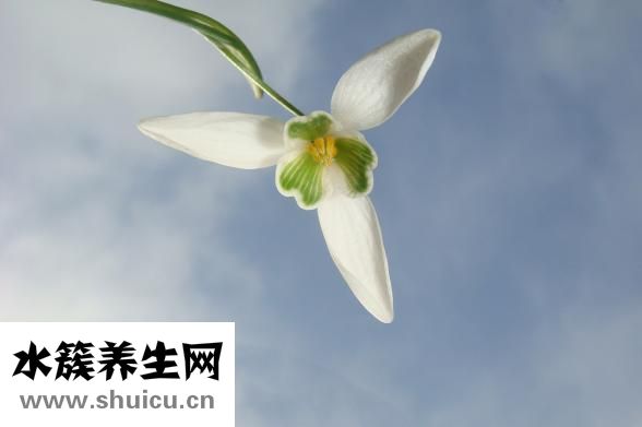 天山雪莲果
