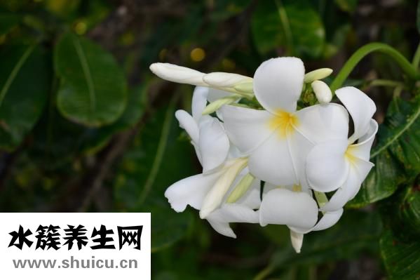 养胃舒颗粒