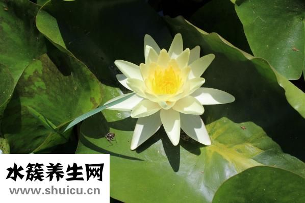 孕妇可以吃西梅