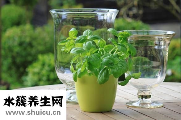 心脏和血管