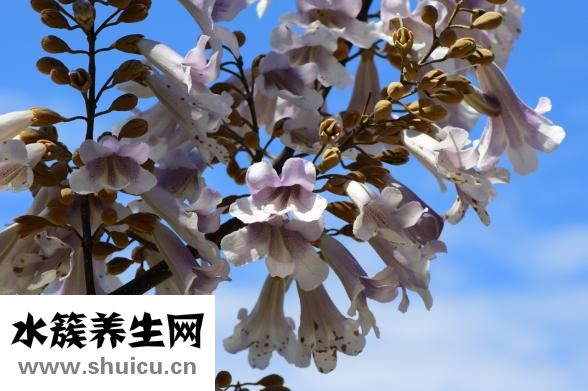 亚热带水果