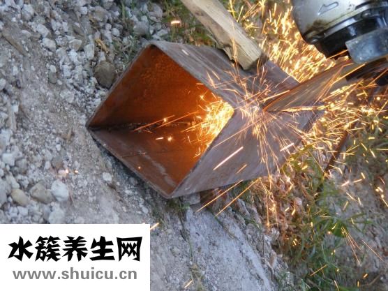 五指毛桃图片大全