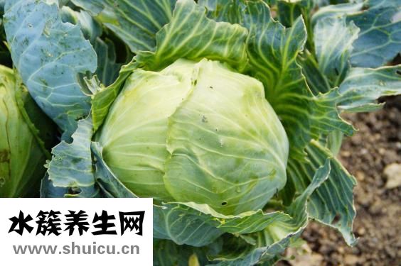 养胃舒颗粒