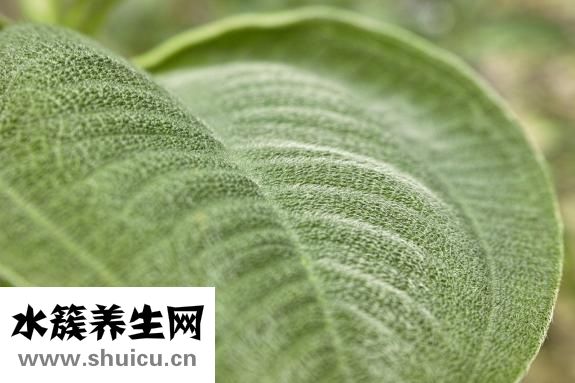 剃胎毛有什么讲究