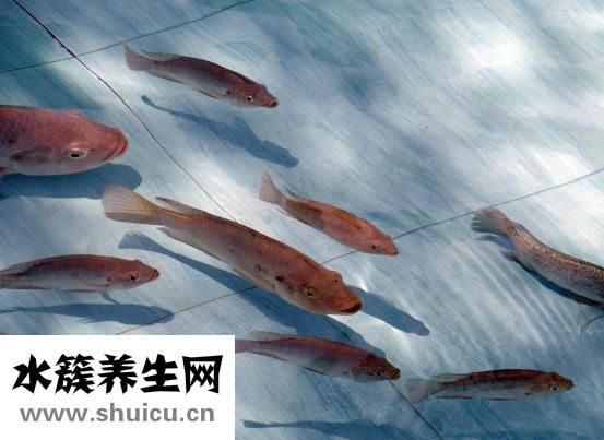 孕妇可以吃带鱼吗