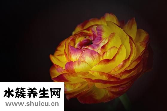 双黄莲口服液