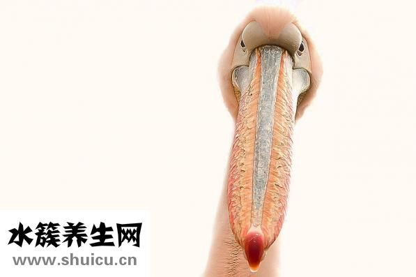 手指甲发白怎么回事