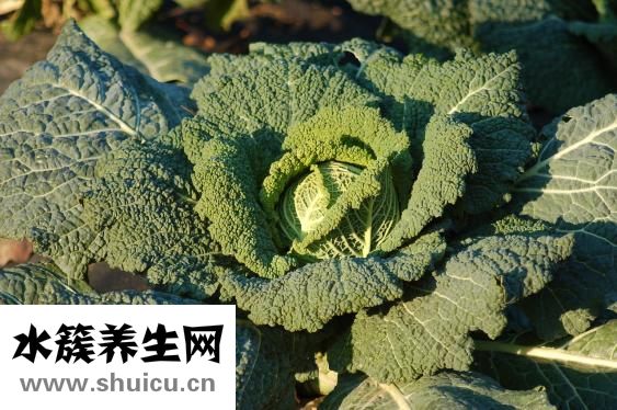 土豆炖白菜