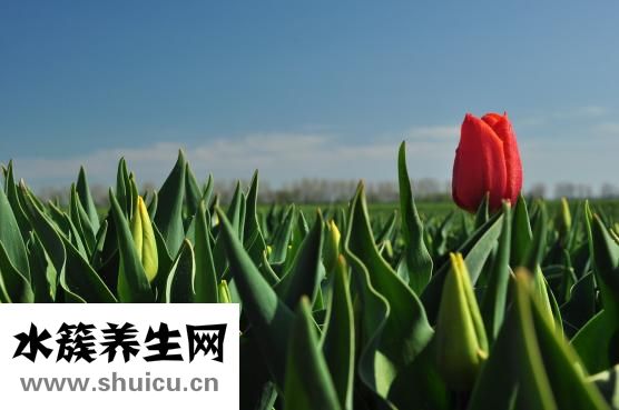 咸鹅炖双笋