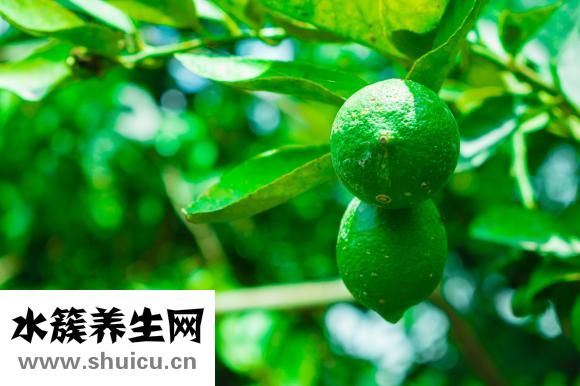 旋复花代赭石汤药物组成：两味药皆治肝泻火凉血生津