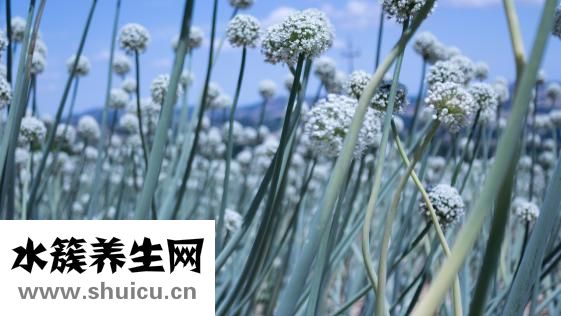 怎么擀饺子皮