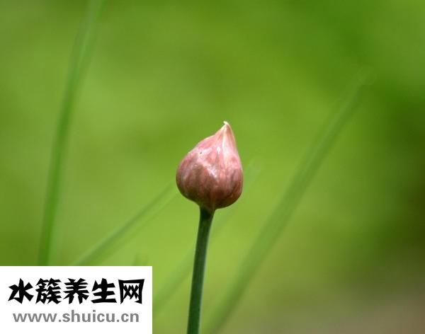 怎么擀饺子皮