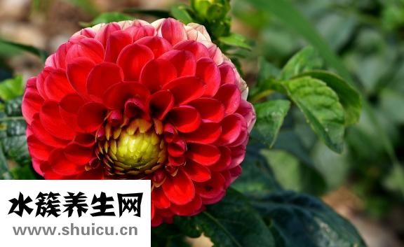 早上空腹喝水