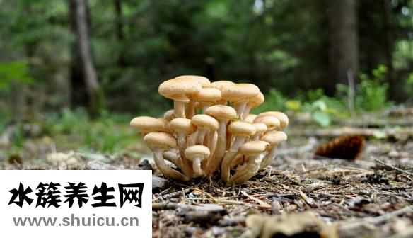 怎么擀饺子皮