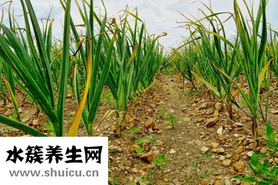 孕妇能吃蒜苔吗