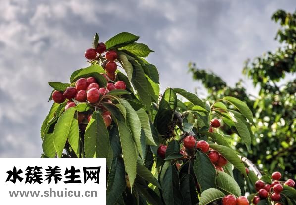 什么是粗粮