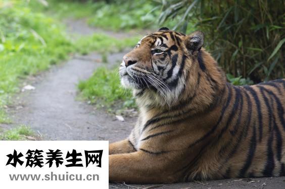孕妇梦见老虎